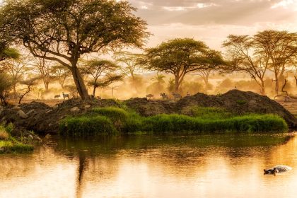 The Best Destinations for Luxury Safari Travel 