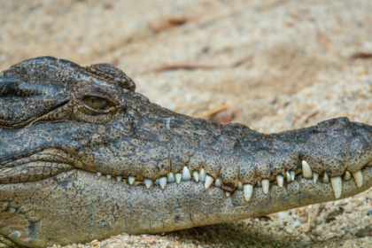 Exploring The Wildlife of The Outback