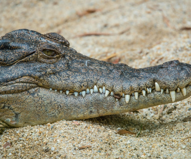 Exploring The Wildlife of The Outback