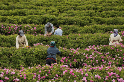 The Traditional Turkish Ingredient Driving Luxury Fragrances