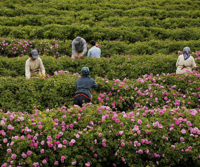 The Traditional Turkish Ingredient Driving Luxury Fragrances