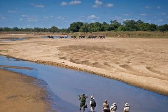 Africa’s Best Luxury Safari Destinations for Wildlife Lovers